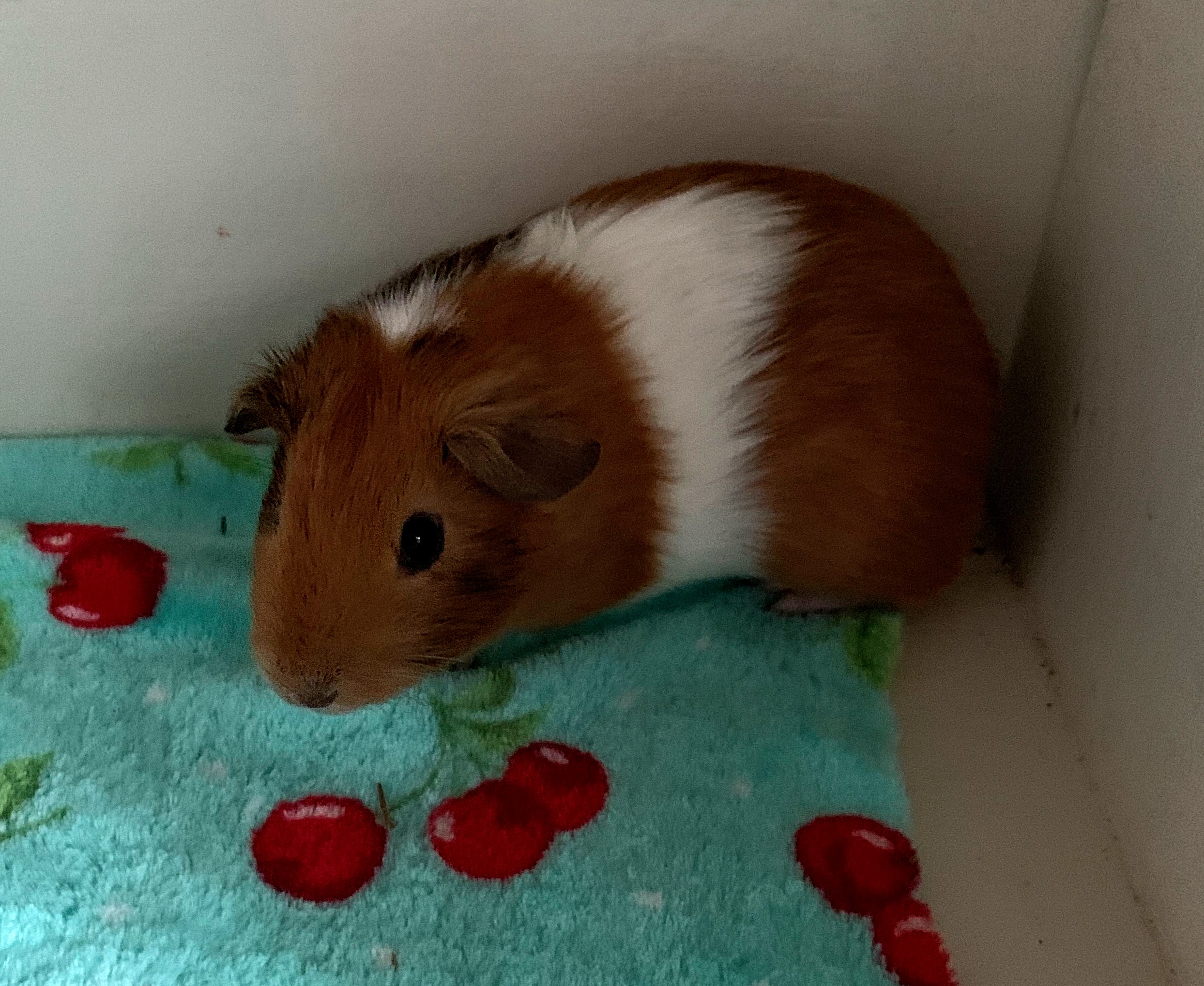 Flynn